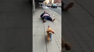 Dog walks fat guy