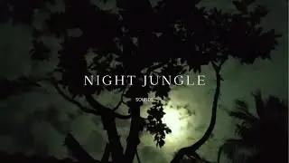 Night Jungle Sounds 🌙 8 Hours Deep Sleep | Cicadas, Crickets, Frogs, No Music 