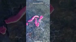 Nemertea A Minhoca Que Saiu De Um Filme De Terror