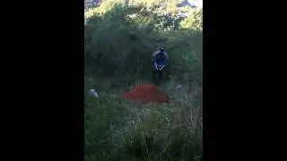 Comendo  lama