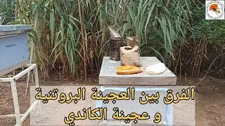 الفرق بين #العجينة_البروتنية و #عجينة_الكاندي في تغذية خلايا النحل مع #مربي_النحل_مفيد_الجزائري