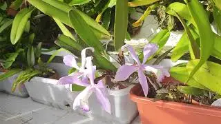 Cattleya maxima  и другие )