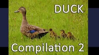 CUTEST Duck Videos Compilation #2 - Cute  & Funny Ducks doing sweet and silly things in this Video.