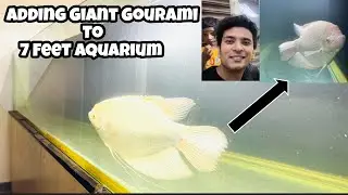 Giant Gourami | Adding Giant Gourami to 7 Feet Aquarium | Sharks feeding video | 7 Feet Aquarium