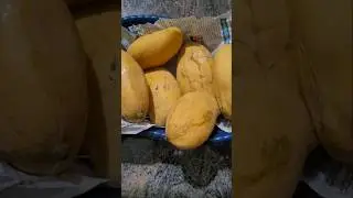 Natural Ripening of Mango 🥭 at Home using Paddy grass without chemicals Natural National Fruit 🥭 😋