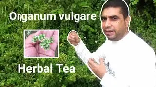 Origanum vulgare | Origano | Miracle Herbal Diversity