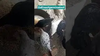 Gallinas felices consumen germinados de trigo #gallinas#campo
