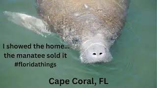 Manatee in the Backyard?! | Cape Coral Waterfront Florida Real Estate