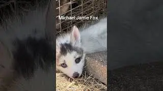 Meet The Newest Member Of The Dog Pact A Fox!
