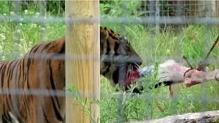 Sumatran Tiger Eating at Twycross Zoo - 27/07/23