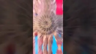 💜💫Mehndi Design Front Hand & Back Hand #shortvideo #youtubeshorts #shortsfeed