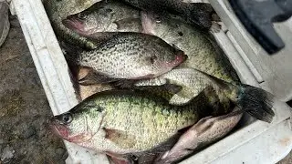 LIVESCOPE + BOBBER = BIG CRAPPIE⁉️