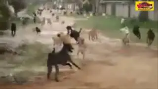 PERROS ESCAPAN DE LA PERRERA NUNCA ANTES VISTO