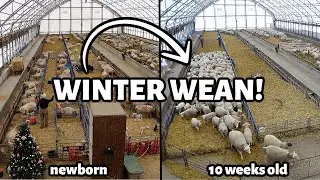 MIS DIEZ MEJORES CONSEJOS PARA LOS PARTOS DE INVIERNO Ojal&aacute; los supiera ahora que soy un criador ...