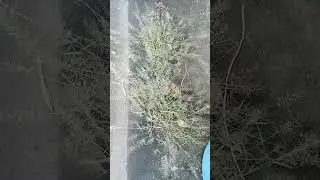I find these Japanese Love Grass so cute