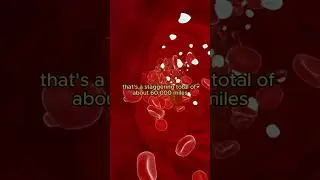 Ever Wondered? Blood Vessels Length