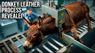 Inside the Donkey-Leather Factory | From Raw Hide to High-End Luxury Leather (Full Process)
