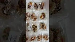 kemp jewels
