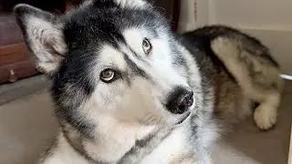 Husky Uses Quiet Voice When I Don&rsquo;t Reply To Him!