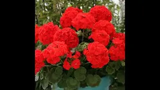Geranium flower plant Care and Tips || Care of Geranium || Geranium की देखभाल कैसे करे