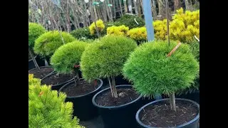 Plante Decorative