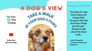 Empathy in Action: Uncovering the Root of Your Dog's Discomfort