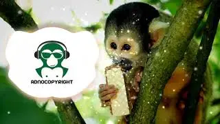 Biscuit - Raven & Kreyn(NO COPYRIGHT)[House]