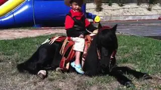 Stunning Solid Black Miniature Horse Stallion 