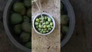 Mango Pulp Making 🥭🥭
