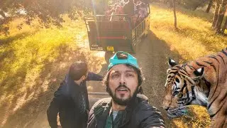 Tiger Safari in Ranthambore | Best Tiger Safari in India
