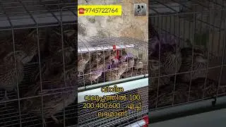 കാട കൂട്  Tata hitech cage- 100 കാടക്കുള്ളത് #hitech #kada #tata