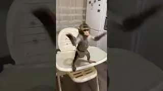 Забавный малыш обезьянка 🙈🤣 #babymonkey #monyet #обезьяна