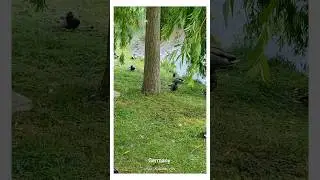 🇩🇪 GERMANY ~ ЖИЗНЬ НА ОЗЕРЕ ~ LIFE ON THE LAKE