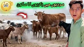 DEHAAT KI SARDIYAN AUR BAKRIYON KI SAADA ZINDAGI 🐐🤔🥶