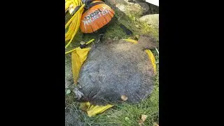 Piggvar  - Turbot in Norway