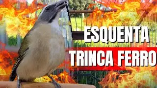 DESTRAVA TRINCA FERRO FRIO COM TRINCA FERRO CANTANDO PARA ESQUENTAR TRINCA FERRO FRIO trinca ferro