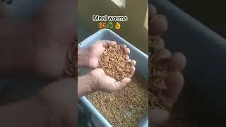 Meal  worm sri lanka #mealwormfarm #ceylonbsfl #bsfl  #farming