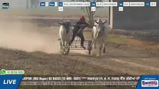 SHIFT 3, RACE 7 | JOGA SINGH TIME 28:15 | JAGATPUR ਜਗਤਪੁਰ S B S  Nagar OX RACES 2021
