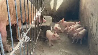 #1 Cause of Weak Piglets in Pig Production