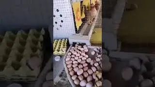 Bolong automatic egg collector,