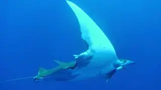 Mobula Rays With Remora Fish Attached Comes Close to Diver
