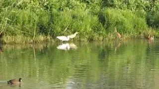 Ardeidi 20090808