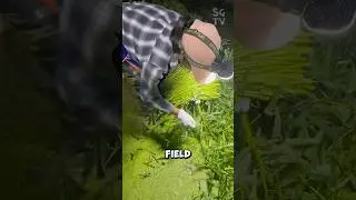 Why do farmers harvesting water spinach at night?