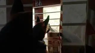 German Shepherd meets baby monkey🐒🐶    #dog #monkey #shorts