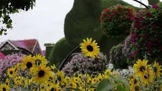 Closeups of the flowers at  Miracle  Gardens in the United Arab Emirates
