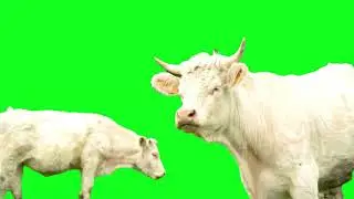 Cow GreenScreen