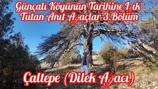 Günçalı Köyünün Tarihine Işık Tutan Anıt Ağaçlar 3.Bölüm #tahsinbakır #tokat #günçalıköyü #çal 