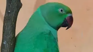 Umesh Yaduvanshi is live ringneck parrot live stream 🦜