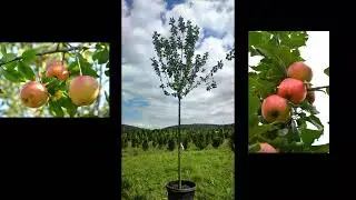 Apfel Goldparm&auml;ne,  Beispiel  , H 12-14, 360 Grad Ansicht, mr-pflanzenvertrieb