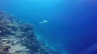 Gray Reef Shark at Ulong Channel, Palau